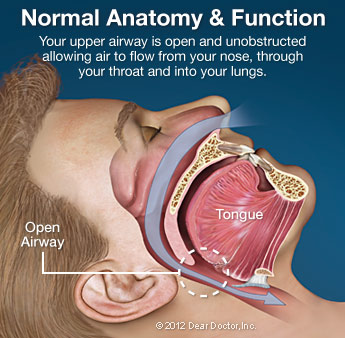Normal Anatomy and Function